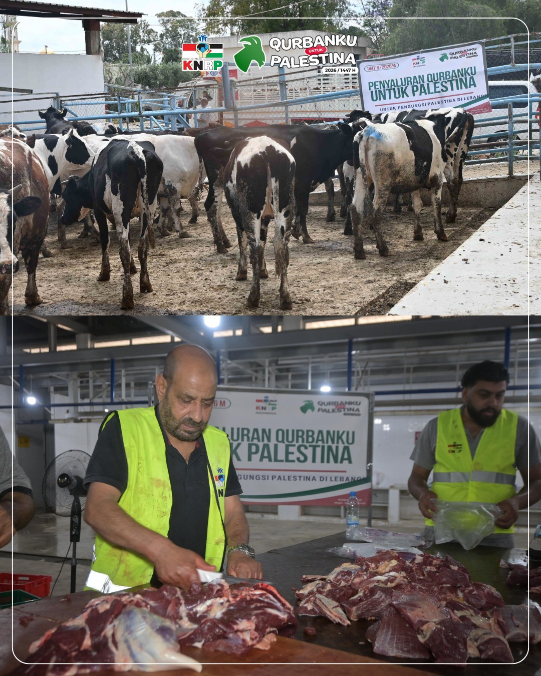  Daging Sapi Qurban untuk 4.800 Pengungsi Palestina di Lebanon (27/05/2026)