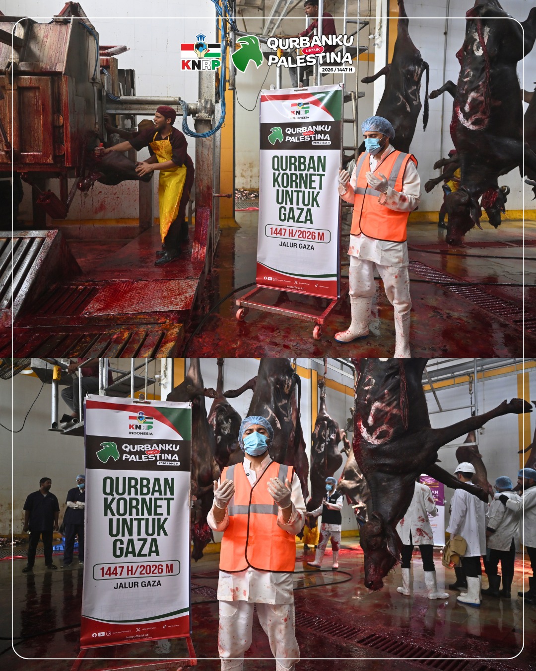 Penyembelihan Qurban (akan Diolah Menjadi Kornet) untuk Gaza (28/5/2026)