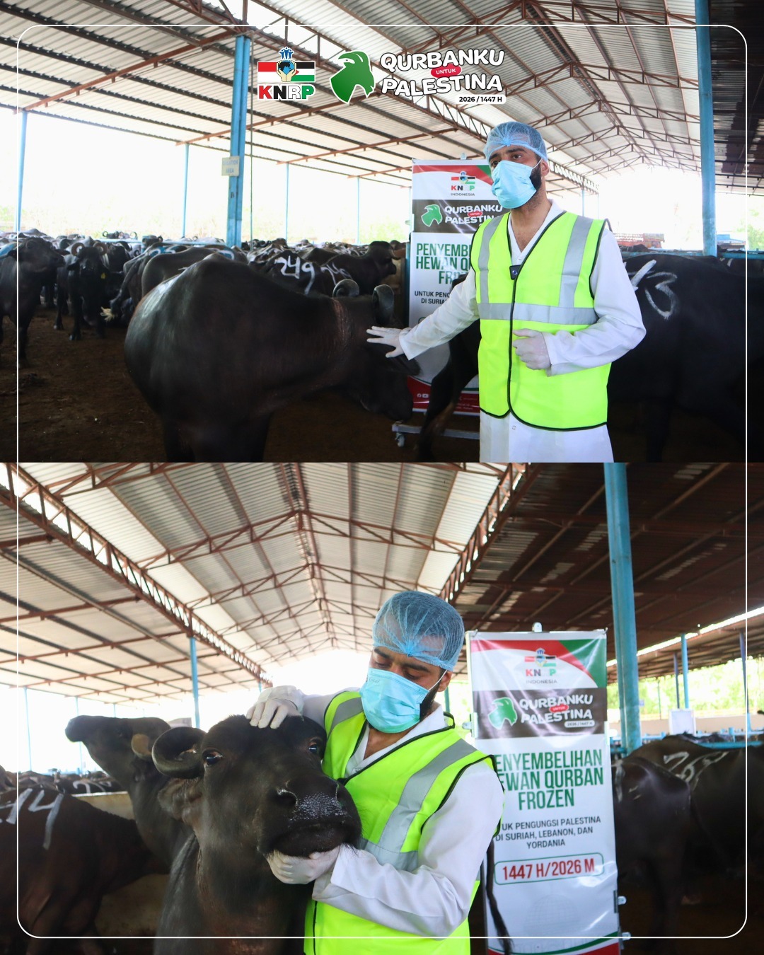 Pemeriksaan Hewan Qurban Frozen di India sebelum Penyembelihan (28/05/2026)